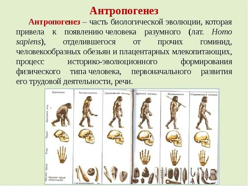 Эволюционные типы человека. Этапы эволюции человека,хомо сапиенс. антропогенез антропогенез. строение антропогенеза. антропогенез схема для егэ.