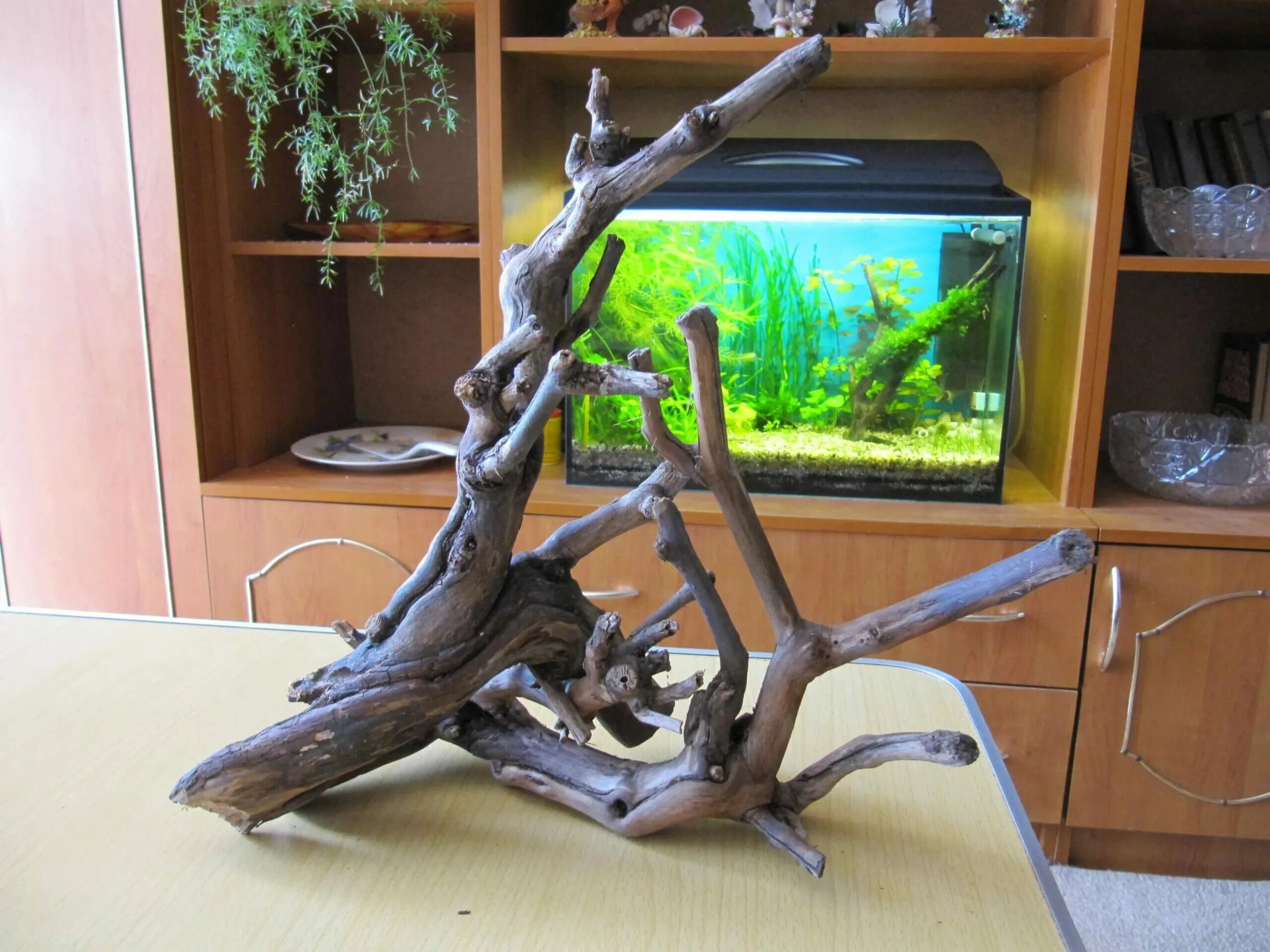 Коряги дуб для аквариума. Аквариумные коряги. коряжки для аквариума. дубовая коряга в аквариуме. дерево на коряге в аквариуме.
