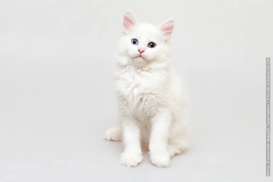 Мейн куны альбиносы. Мейн кун белый. Мейн-кун. Мейн кун белый. Белый котенок мейн куна.