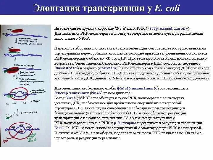 Элонгация транскрипции. Элонгация РНК полимераза. Элонгация транскрипции РНК транскрипция. Транскрипция ДНК.