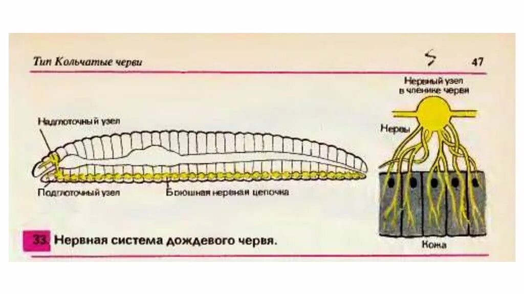 Тип кольчатые черви выделительная система. Тип кольчатые черви нервная система. строение кольчатых червей размножение. узловая нервная система у кольчатых червей. нервная система кольчатого червя схема.