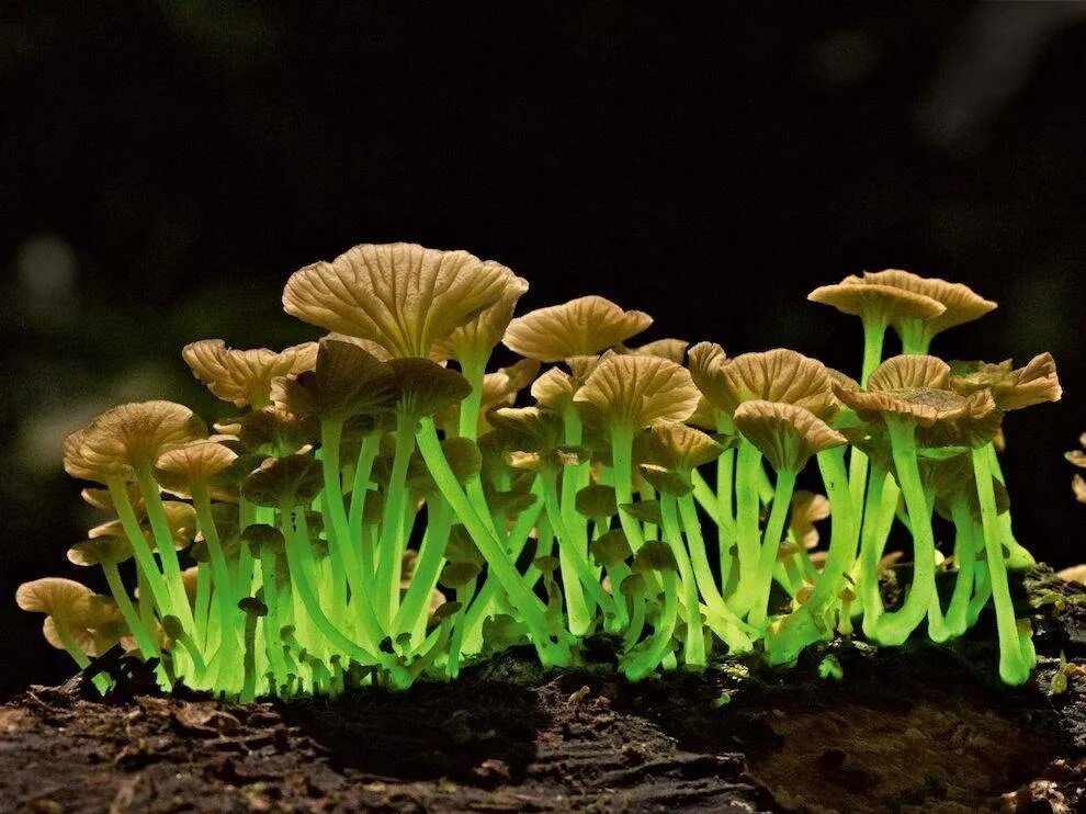 Грибы фотосинтезируют. Мицена хлорофос. Мицена хлорофос гриб. Mycena LUXAETERNA. Mycena silvaelucens.