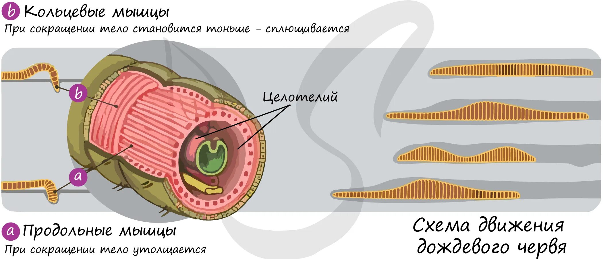 Мышцы беспозвоночных. Мышечная система дождевого червя. Строение кольчатых червей мышцы. Кольцевые и продольные мышцы у дождевого червя. Продольные мышечные волокна у червей.