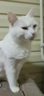 Кошка абрамова