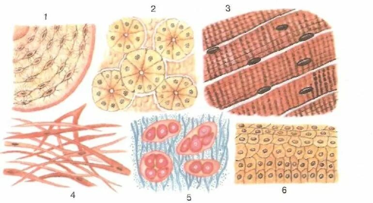 Ткани человека биология 8. Рисунки тканей человека 8 класс биология. Биология 8 класс тема ткани человека. Животные ткани. Укажите ткань животного