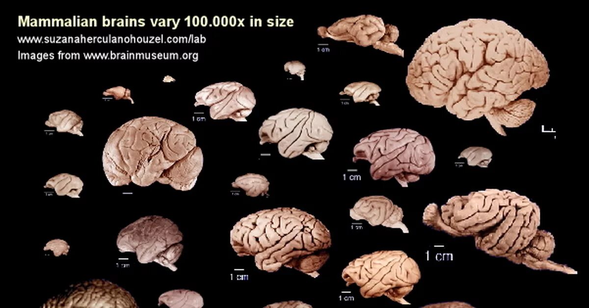 Мозг разных животных. Мозг животных млекопитающих. Сравнение мозга человека и животных.