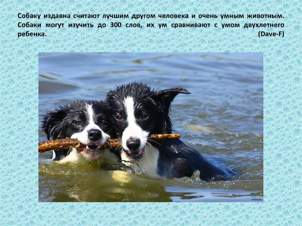 5 умных собак. Интересные сведения о собаках. интересные собаки. самые интересные факты о собаках. интересные факты о собаках 2 класс.