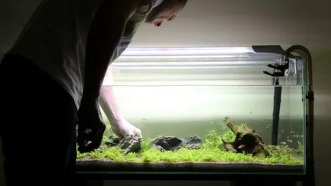 Aquael leddy plant