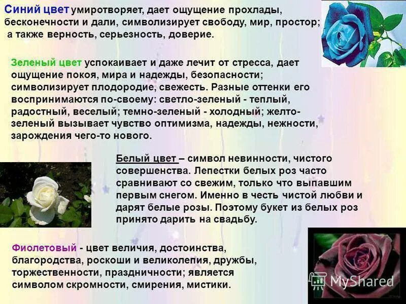 Белые розы что значит