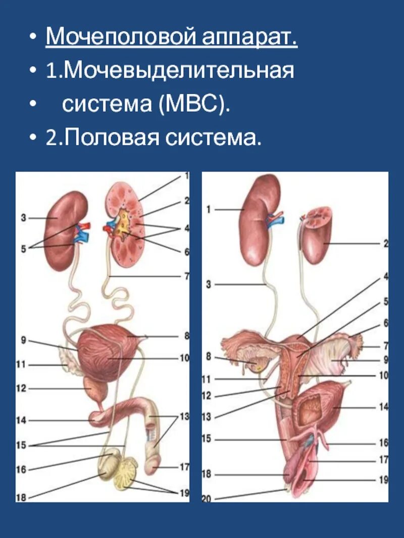 Мужская мочевыделительная система анатомия. Анатомия человека внутренние органы Мочеполовая система. Органы Мочеполовая система женщины анатомия. Схема мочевой системы женщины. Женская половая система половые органы человека