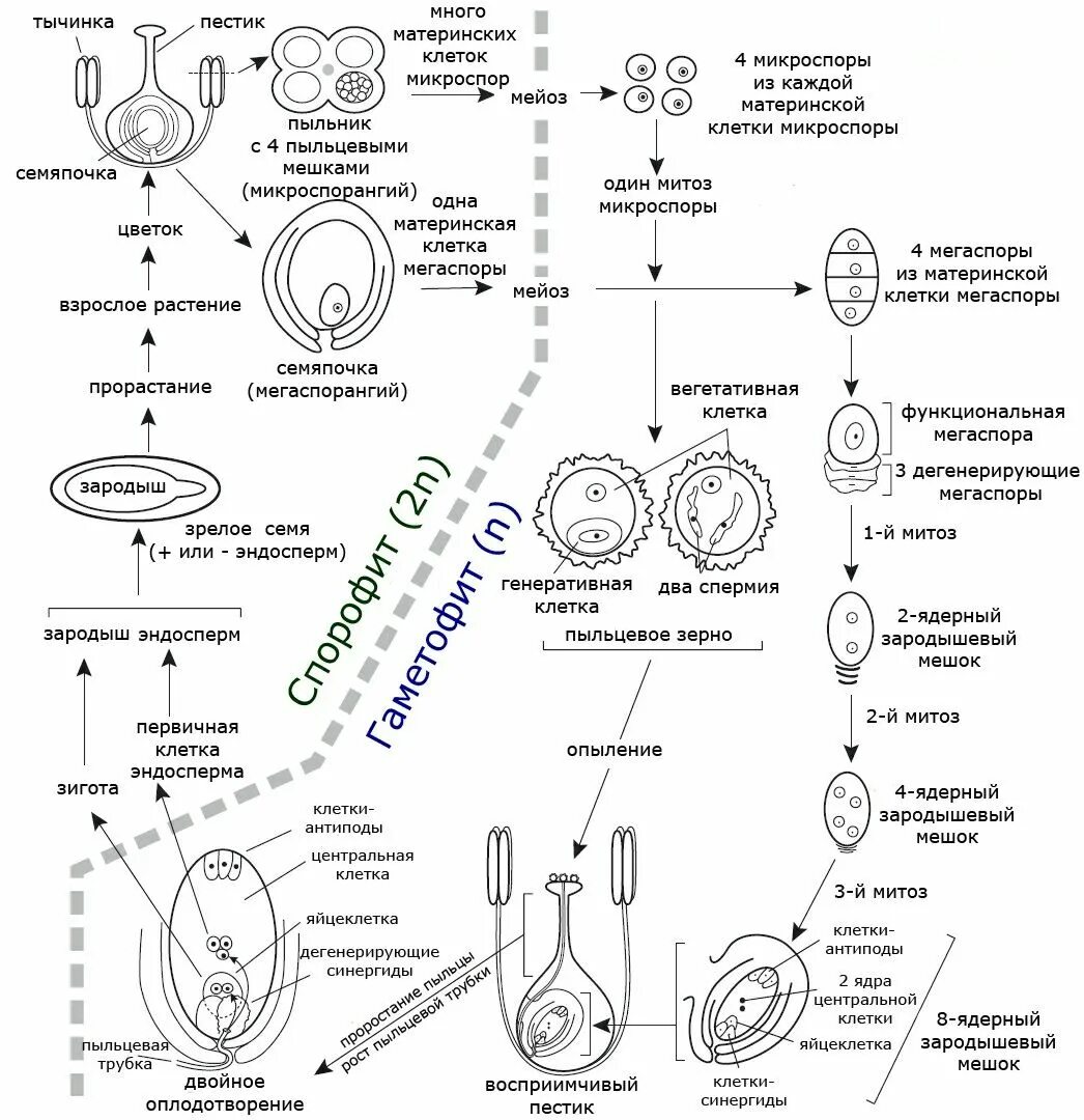 Жизненный цикл покрытосеменных ЕГЭ схема. Цикл развития цветковых растений схема. Цикл развития покрытосеменных схема. Жизненный цикл ЕГЭ биология схема. Образование гаплоидной макроспоры мейоз образование восьмиядерного