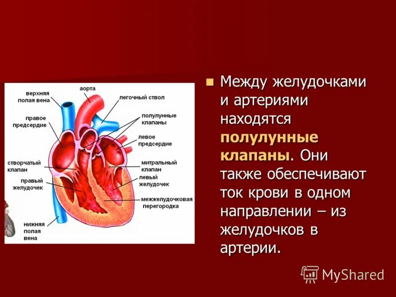 Кровь движется из предсердий в желудочки. Сердце желудочки и предсердия клапаны. Клапаны отделяющие предсердия от желудочков. Клапан между левым предсердием и желудочком. Клапан между правым предсердием и желудочком.
