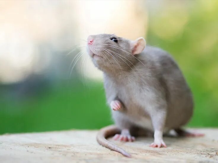 You are a rat