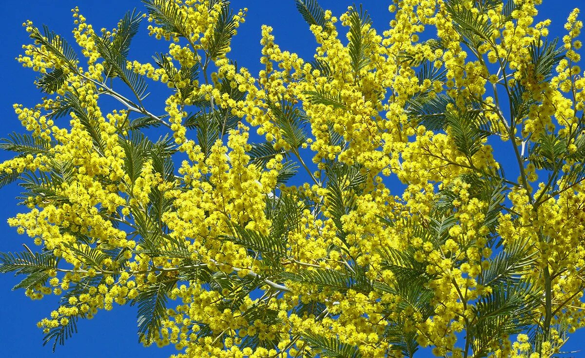 Как правильно называется мимоза. Мимоза цветок. Mimosa Acacia dealbata. Дерево Весенняя Мимоза. Мимоза кустик.