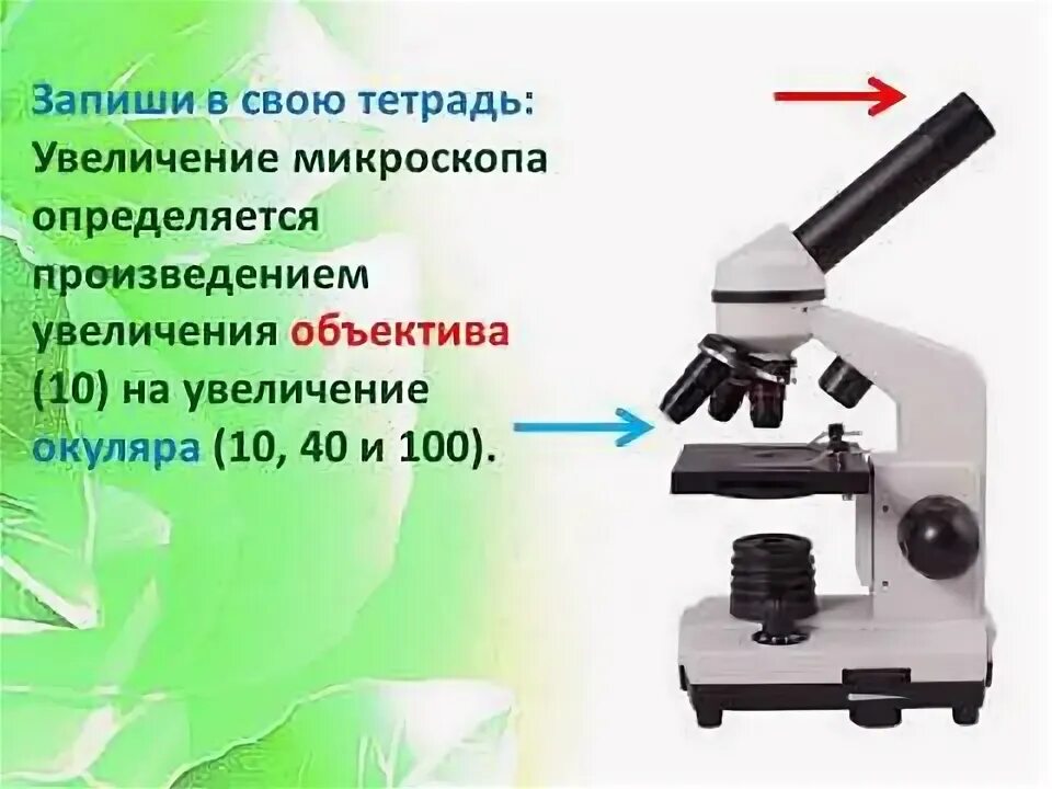 Биология емн 11 класс. Линейное увеличение микроскопа. Линейное увеличение. Задачи на расчет линейного увеличения органелл. Что значит линейно увеличивается в биологии.