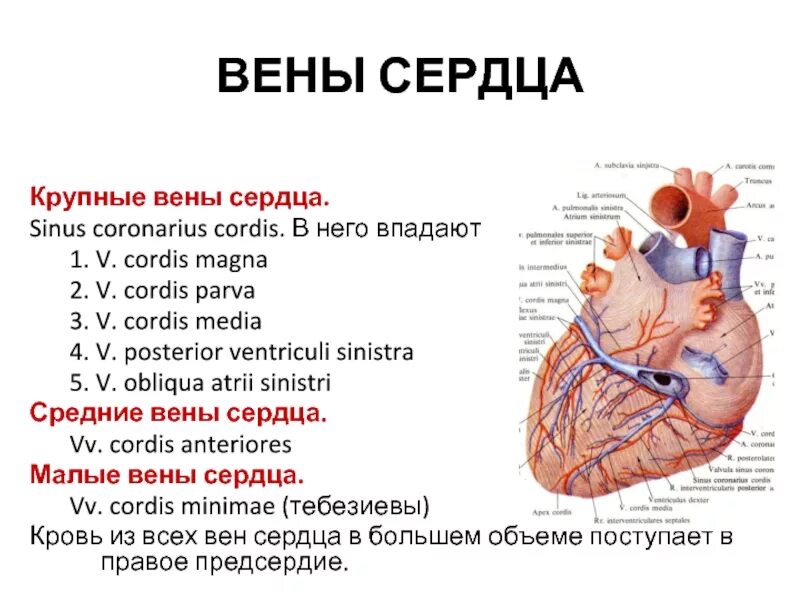 Кровеносные сосуды впадающие в правое предсердие