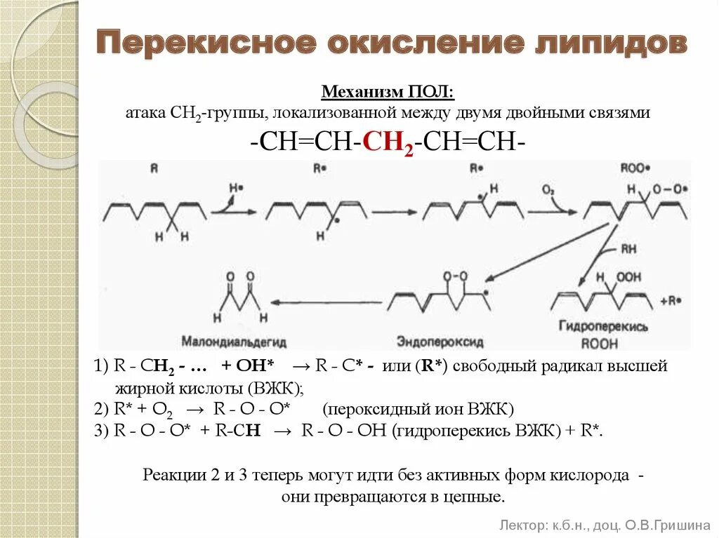 Ферменты пол. Схема реакций перекисного окисления липидов. Общая схема реакции перекисное окисление липидов. Пероксидное окисление липидов. Стадии пероксидного окисления липидов.