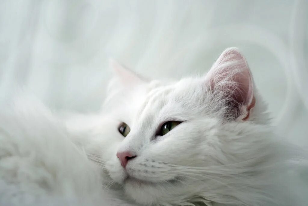 Кошка турецкая ангора белая. Турецкая ангора кошка серая. ангорские котенки. белая ангорская кошка с бабочкой, 1761. ангорская кошка 320[320.