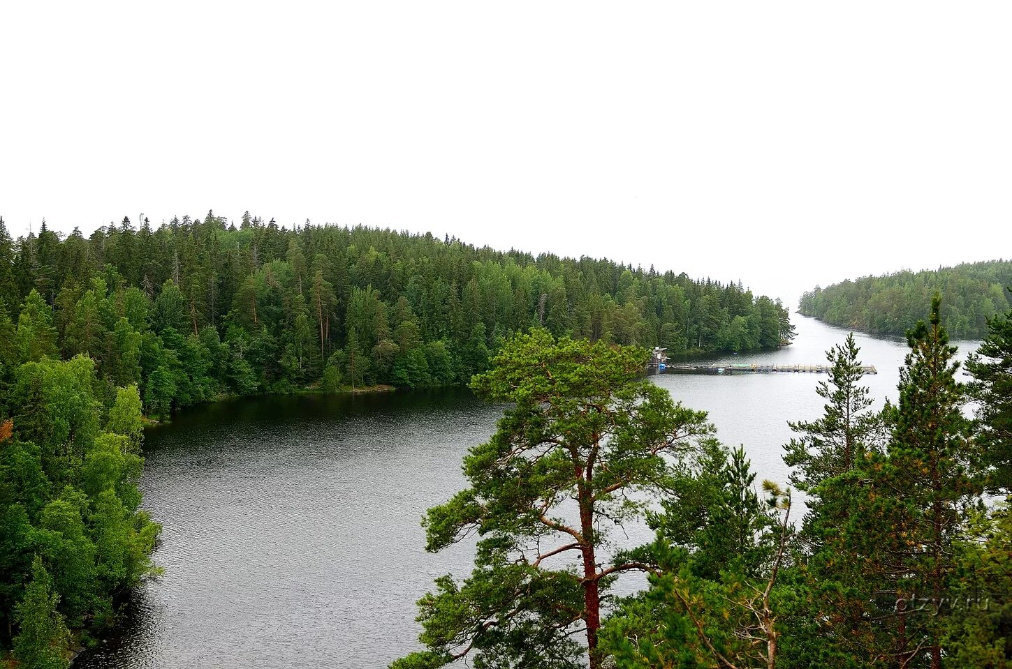 Лодейное поле леса. Точка на карте лодейное поле отзывы. Лес лодейное поле. Осеннее поле в ленобласти. Озеро янгерское лодейнопольский район-.