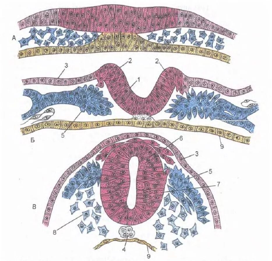 Спинной мозг из эктодермы. Формирование нервной трубки зародыша цыпленка по а г Кнорре. Формирование нервной трубки гистология. Нервная трубка и ганглиозная пластинка. Формирование нервной трубки зародыша.