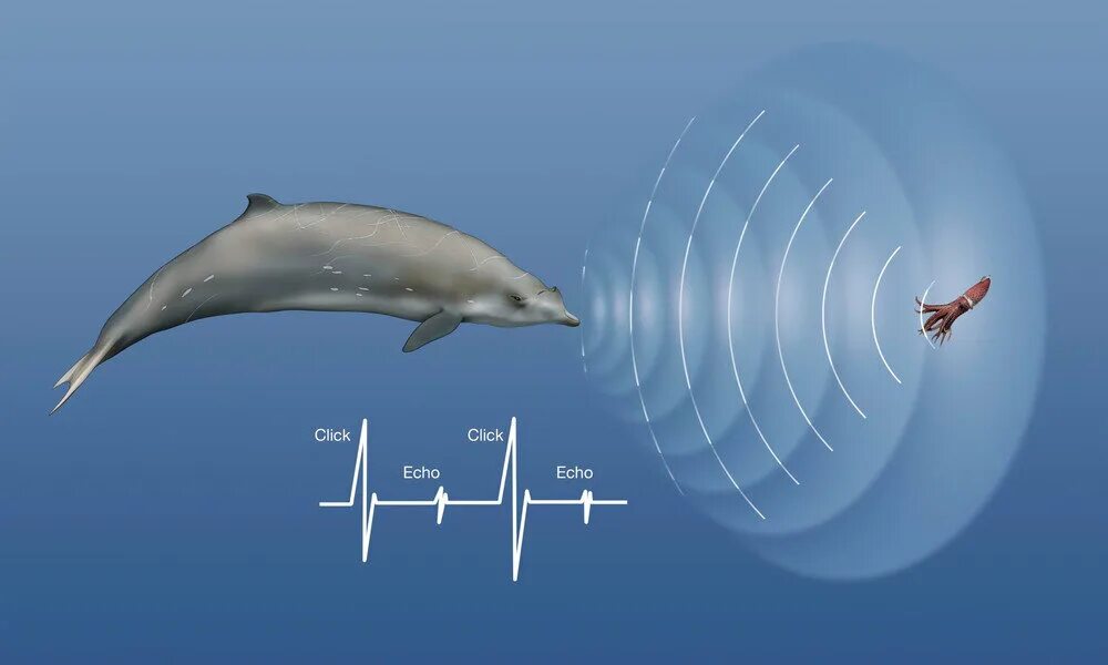 Входными воротами для эхолокационного слуха дельфина служит. Эхолокация дельфинов и летучих мышей. Эхолокация летучей мыши и дельфина. Дельфины эхолокация. Эхолокация летучих мышей.