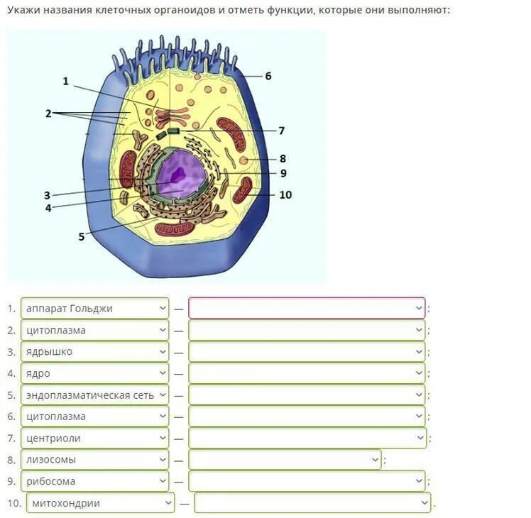 Биология 9 класс 2021. Клеточные органоиды и их. Название клеточных органоидов и их функции рисунок. Подпишите органоиды клетки, обозначенные цифрами.. Строение клетки 12 органоидов.