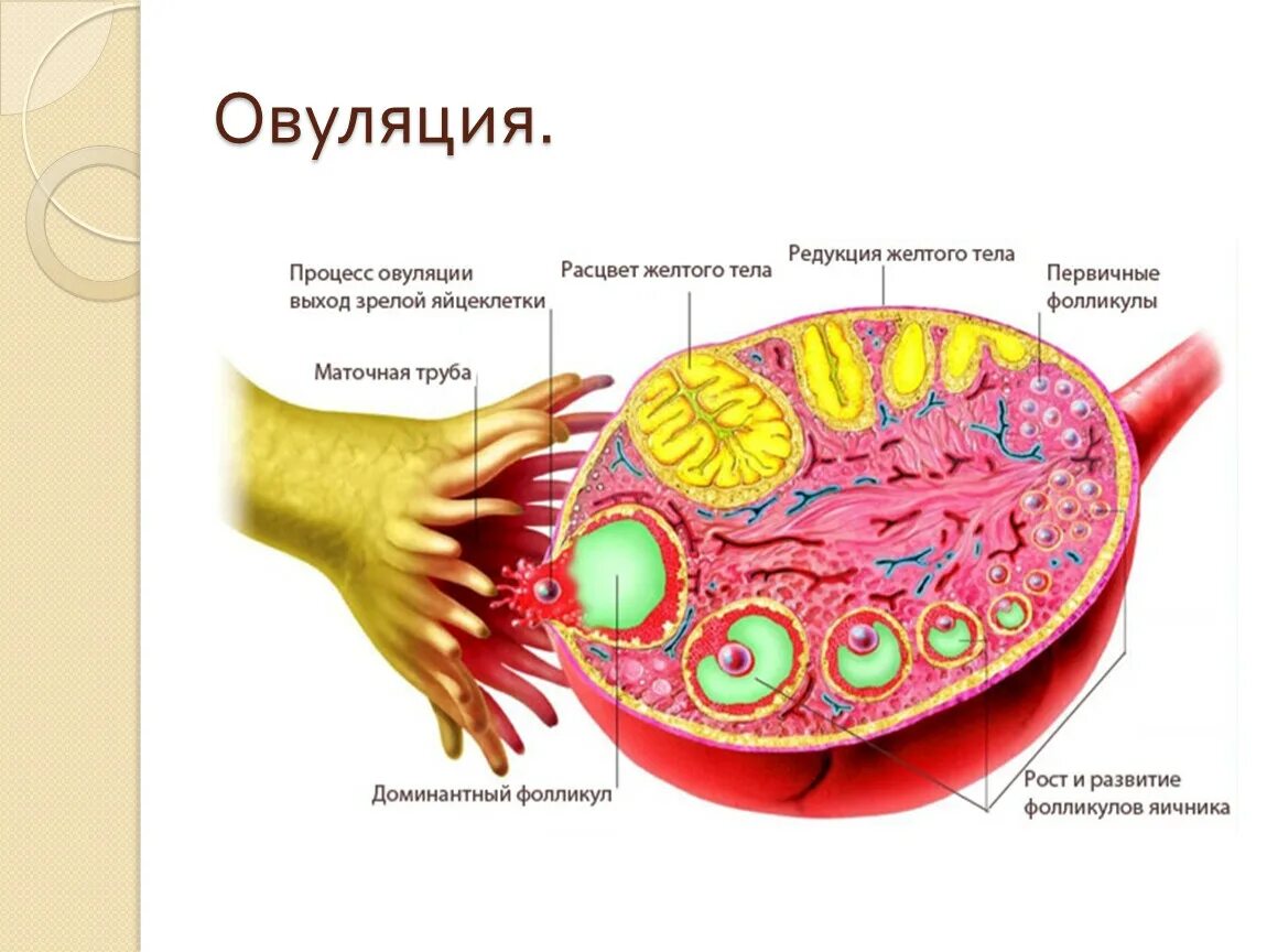 Яйцеклетка в фолликуле. Яичник с созревшим фолликулом. 17 фолликулам