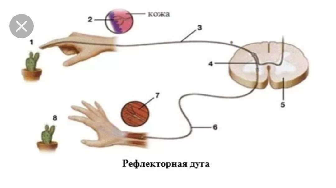 Рефлекс отдергивания руки от горячего. Рефлекторная дуга отдергивания руки. Рефлекс и рефлекторная дуга. Рефлекторная дуга мигательного рефлекса биология 8 класс. Биология схема рефлекторной дуги.