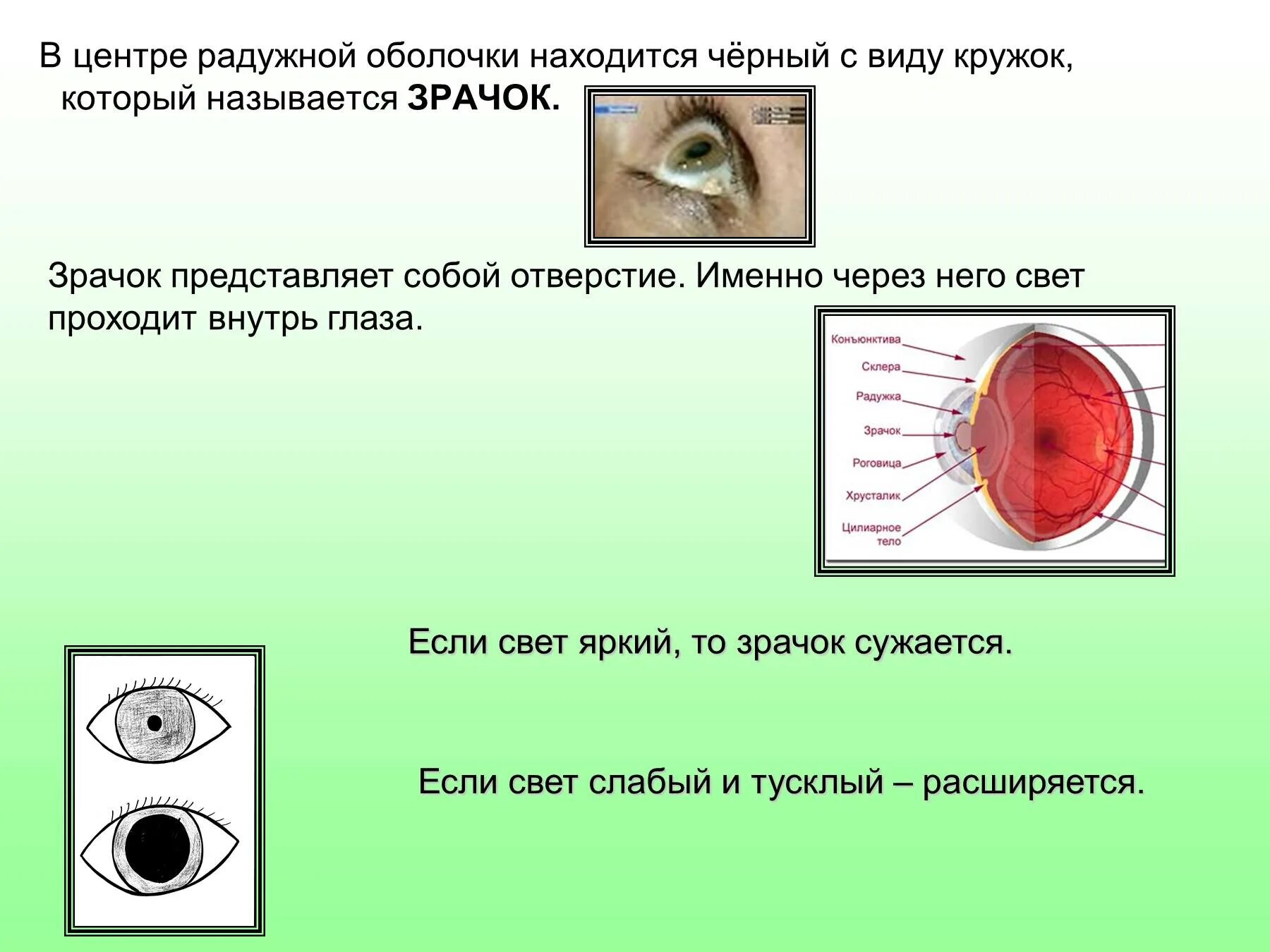 Воздух через глаз. Глаза- окна в окружающий мир. Как работают мышцы глаза зрачка. Целюсь в окружающий. Что помогает изменить размер зрачка окружающий мир.