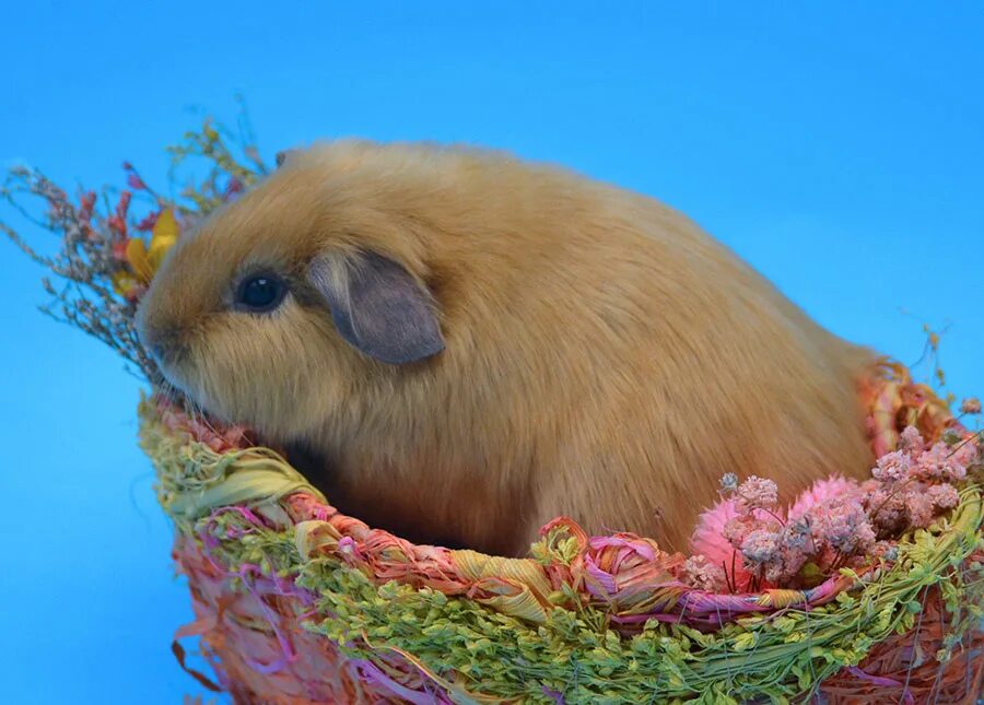 морская свинка метис. морская свинка роборовского. морская свинка американский тедди. морская свинка крестед черный. морские свинки владивосток.