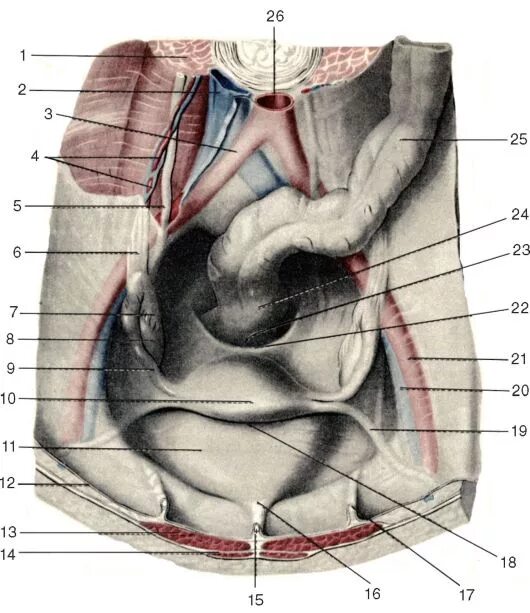 Анатомия брюшины малого таза. Топография органов мужского таза топографическая анатомия. Брюшина малого таза у женщины анатомия. Пузырно маточная складка анатомия.