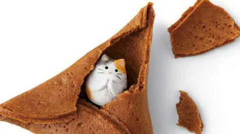 Кот печенька
