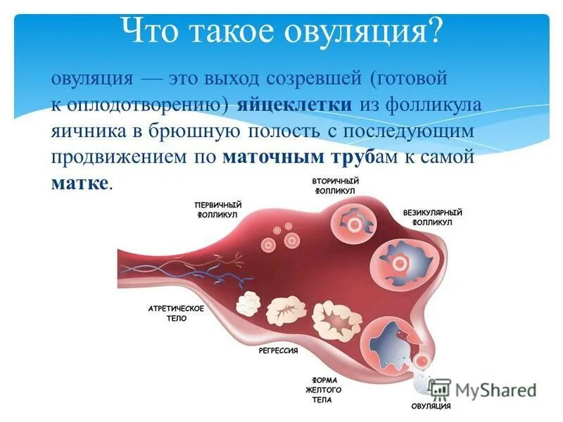 созревание яйцеклетки и овуляция. овуляция. выход фолликула из яичника. выход созревшей яйцеклетки. яйцеклетка после овуляции.