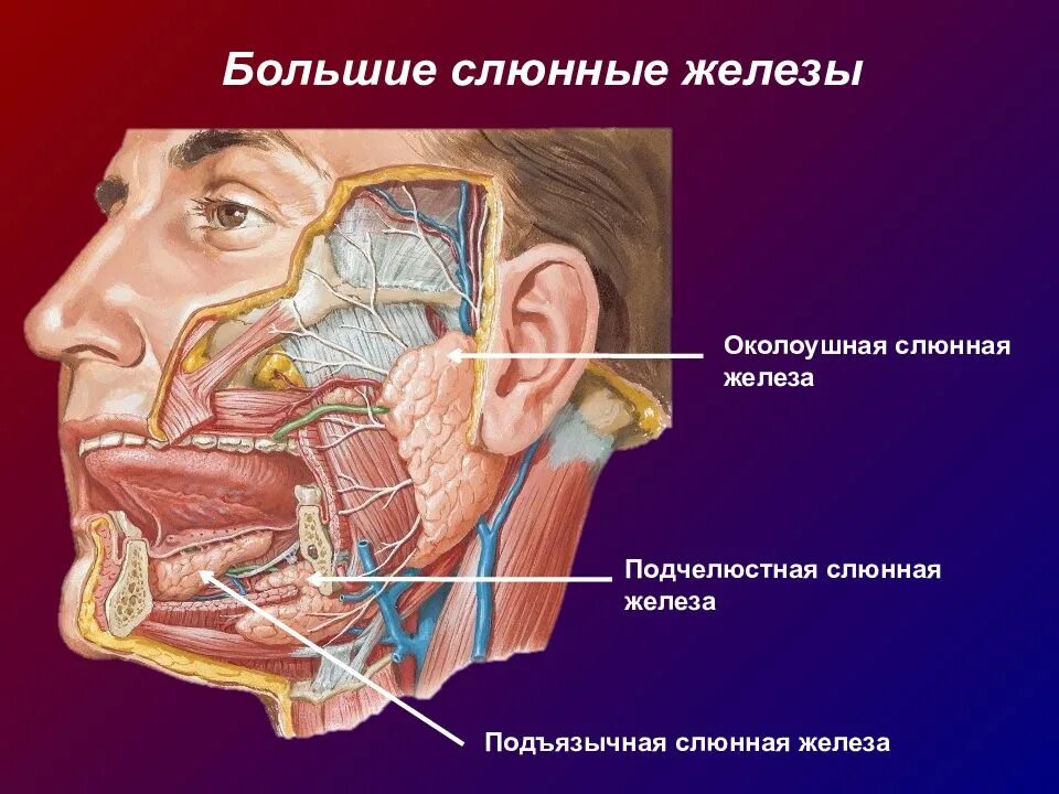 Околоушная слюна. Подчелюстная слюнная железа анатомия. Поднижнечелюстная и околоушная слюнная железа. Околоушная слюнная железа анатомия топография. Слюнные железы околоушные подъязычные и подчелюстные.