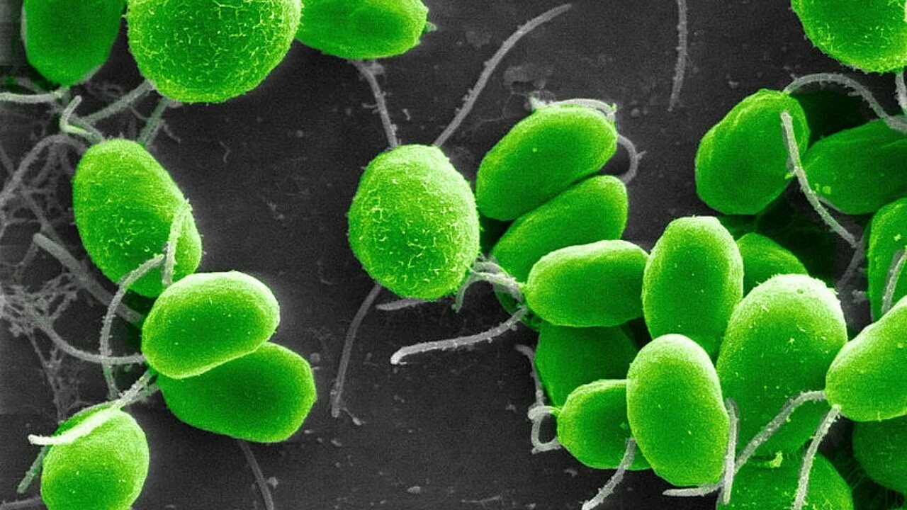 Chlamydomonas reinhardtii водоросли. Зелёные водоросли хламидомонада. Одноклеточная хламидомонада. Одноклеточная водоросль хламидомонада. Гибриды бактерий
