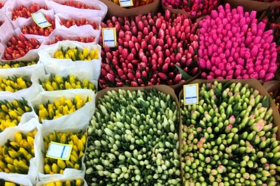 Фуд сити тюльпаны. Фуд сити цветочная база. Цветы из голландии. Тюльпаны фуд сити. Амстердам тюльпаны.