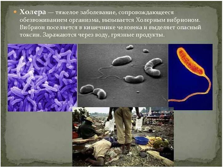 Заболевания человека вызванные болезнетворными бактериями. Холерный вибрион это бактерия. Бактерия холерный вибрион болезни. Болезнетворные бактерии холерный вибрион. Холерный вибрион механизм заражения.