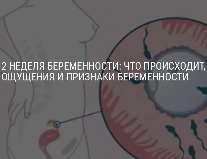 Что чувствуешь во время овуляции. Симптомы овуляции и беременности. Овуляция признаки беременности. Ощущения при овуляции у женщин. Овуляция симптомы.