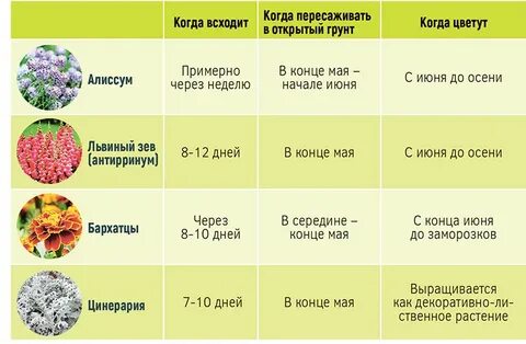 Когда можно высаживать цветы в грунт