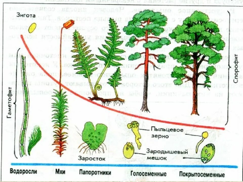 Жизненные циклы растений гаметофит и спорофит. Чередование поколений спорофита и гаметофита. Эволюция гаметофита и спорофита у растений. Чередование поколений —— спорофита и гаметофита у каких растений.