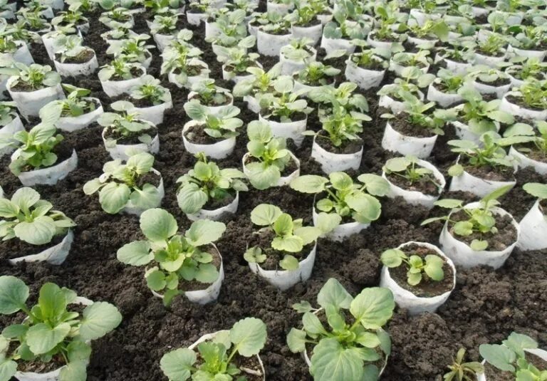 Рассада«анютины глазки», «виола». Виола пикировка 2 листика. Анютины глазки виола в горшке. Когда сеять анютины глазки. Распикировать рассаду виолы.