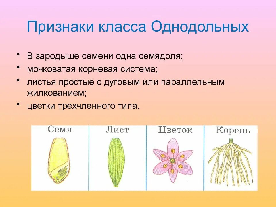 Семейство однодольных растений 7 класс. Признаки характерные для однодольных растений. Признаки класса однодольных растений. Признаки семейства однодольных.