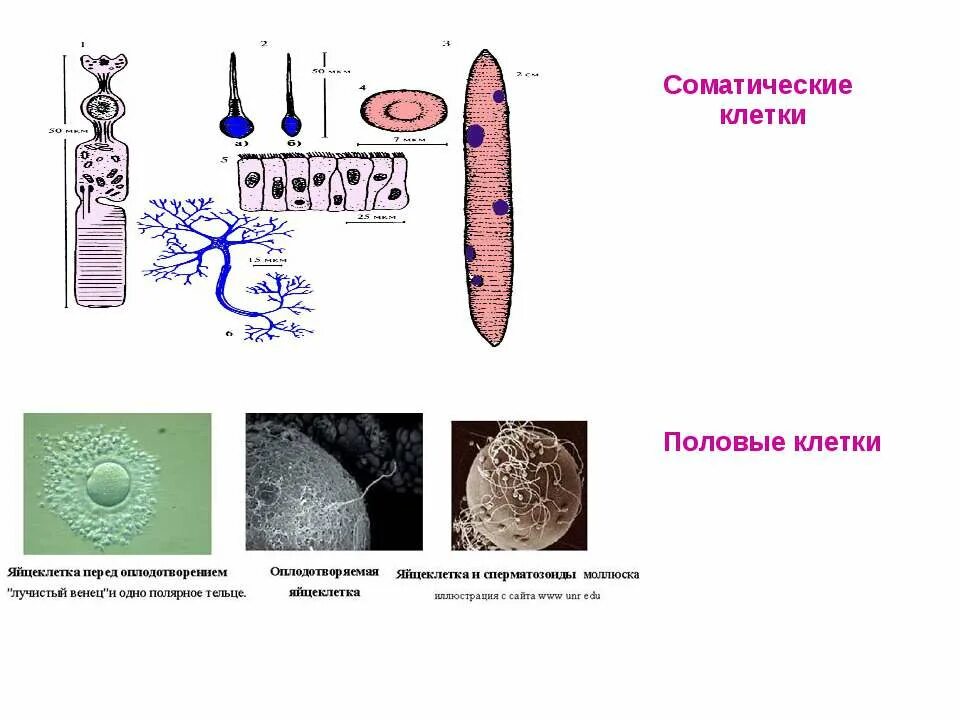 Соматическая клетка сколько