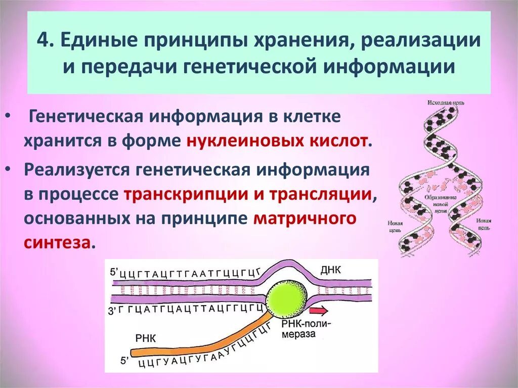 Наследственная информация растительной клетки. Хранение и реализация наследственной информации. Принципы передачи наследственной информации. Хранение и передача генетической информации. Механизмы хранения и передачи генетической информации.