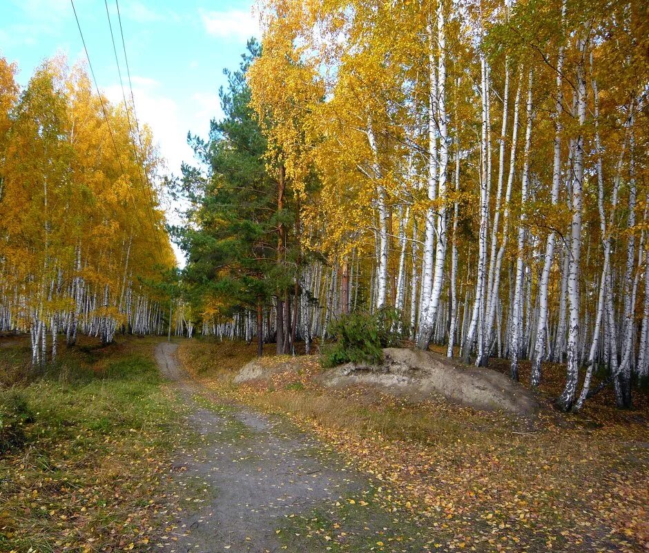 бугры парк ирбит. леса в ирбите свердловской области. реабилитационный центр белая горка ирбитский район. парк сосновая роща ирбит. белая горка ирбитский район.