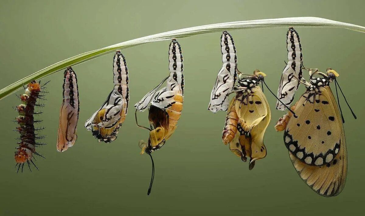 Метаморфоза изменение. Метаморфоз это кратко. Куколки бабочки mechanitis polymnia. Life cycle of an insect. Метаморфоза изменение.