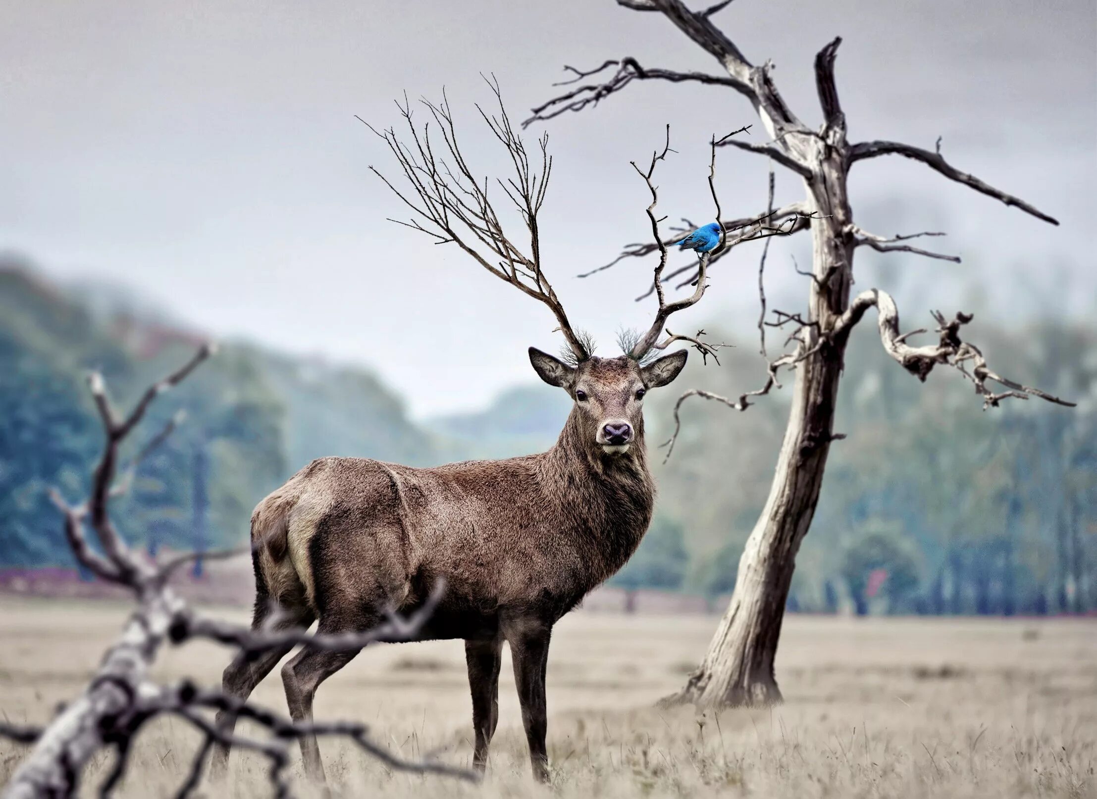 животные олень. олень красиво. олень живой. олень обои. северный олень арт.