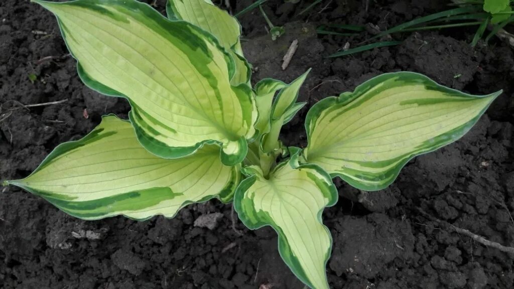 Хоста любит почву. Хоста альбопикта. хоста форчуна. хоста форчуна hosta fortunei. хоста fortunei albopicta.