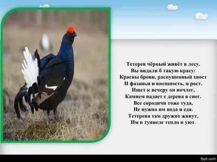 Где обитает тетерев