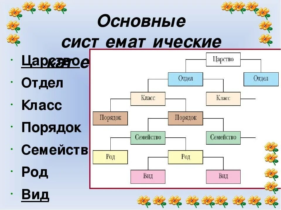 Царство семейство род класс